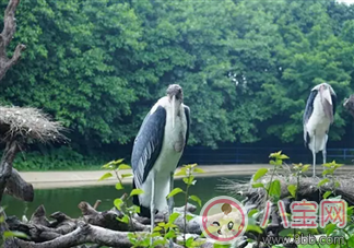 2017七夕節(jié)全家出游  看看長隆親子攻略