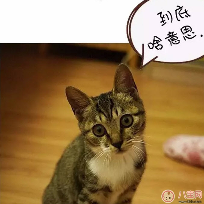 網(wǎng)絡(luò)語(yǔ)ky是什么意思 ky粉是什么意思(B站微博ky是什么縮寫嗎)