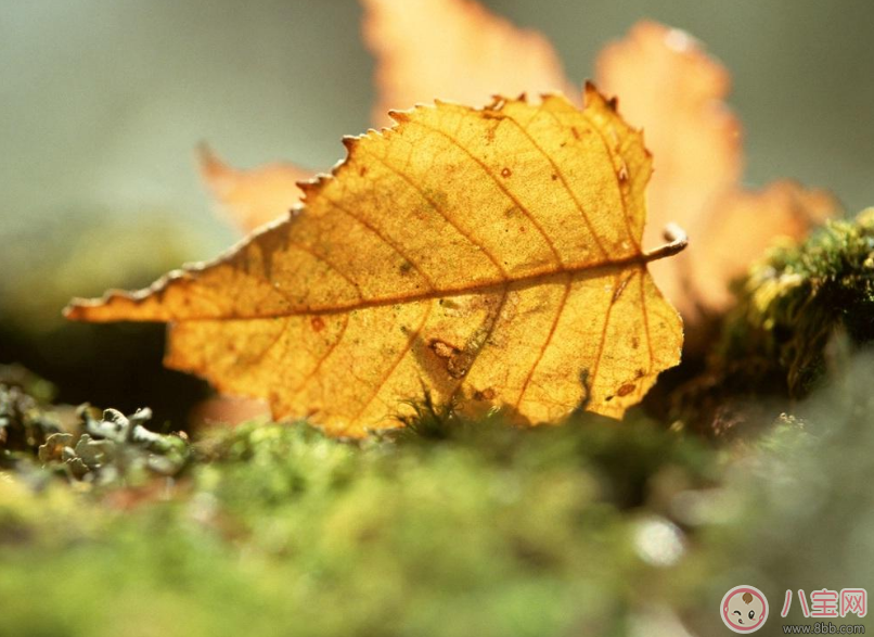 貼秋膘有什么技巧 貼秋膘注意事項