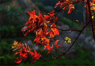 貼秋膘有什么技巧 貼秋膘注意事項