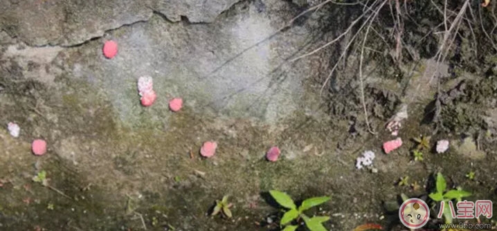 福壽螺不能吃 孕婦不能吃福壽螺(福壽螺與田螺的區(qū)別有哪些)