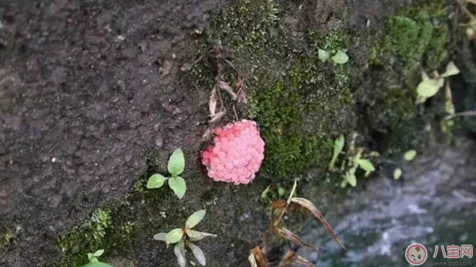 千萬別吃福壽螺 如何分辨福壽螺