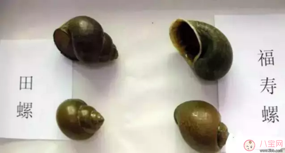 千萬別吃福壽螺 如何分辨福壽螺