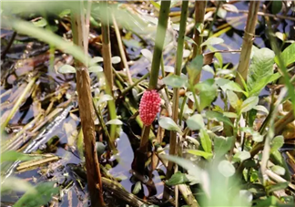 千萬(wàn)別吃福壽螺 如何分辨福壽螺