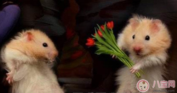 2017婦男節(jié)是哪天 婦男節(jié)年齡界限(婦男節(jié)怎么過(guò))