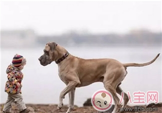 小寶寶拿狗盆里的狗食 夏季小寶寶如何與狗狗相處