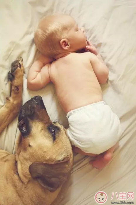 小寶寶拿狗盆里的狗食 夏季小寶寶如何與狗狗相處