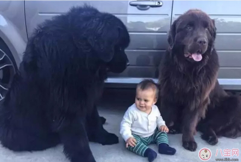 小寶寶拿狗盆里的狗食 夏季小寶寶如何與狗狗相處