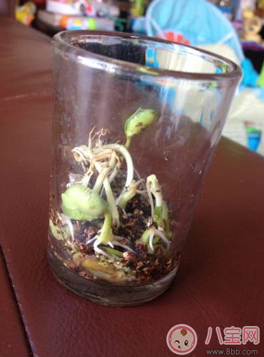 夏季帶孩子養(yǎng)植物養(yǎng)什么植物好 和孩子養(yǎng)植物成長快