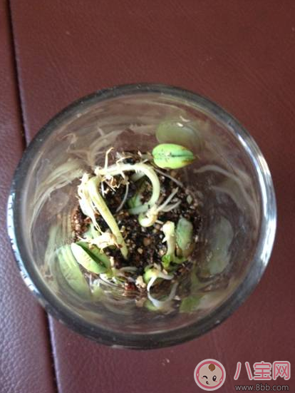 夏季帶孩子養(yǎng)植物養(yǎng)什么植物好 和孩子養(yǎng)植物成長快