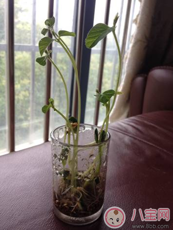 夏季帶孩子養(yǎng)植物養(yǎng)什么植物好 和孩子養(yǎng)植物成長快