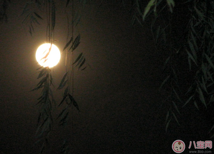 媽媽胎教小故事 魚兒和月亮