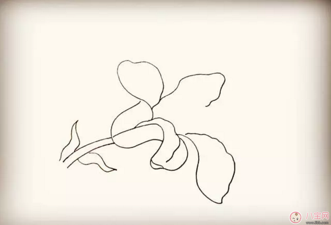 怎么教寶寶花百合花 百合花簡(jiǎn)筆畫(huà)