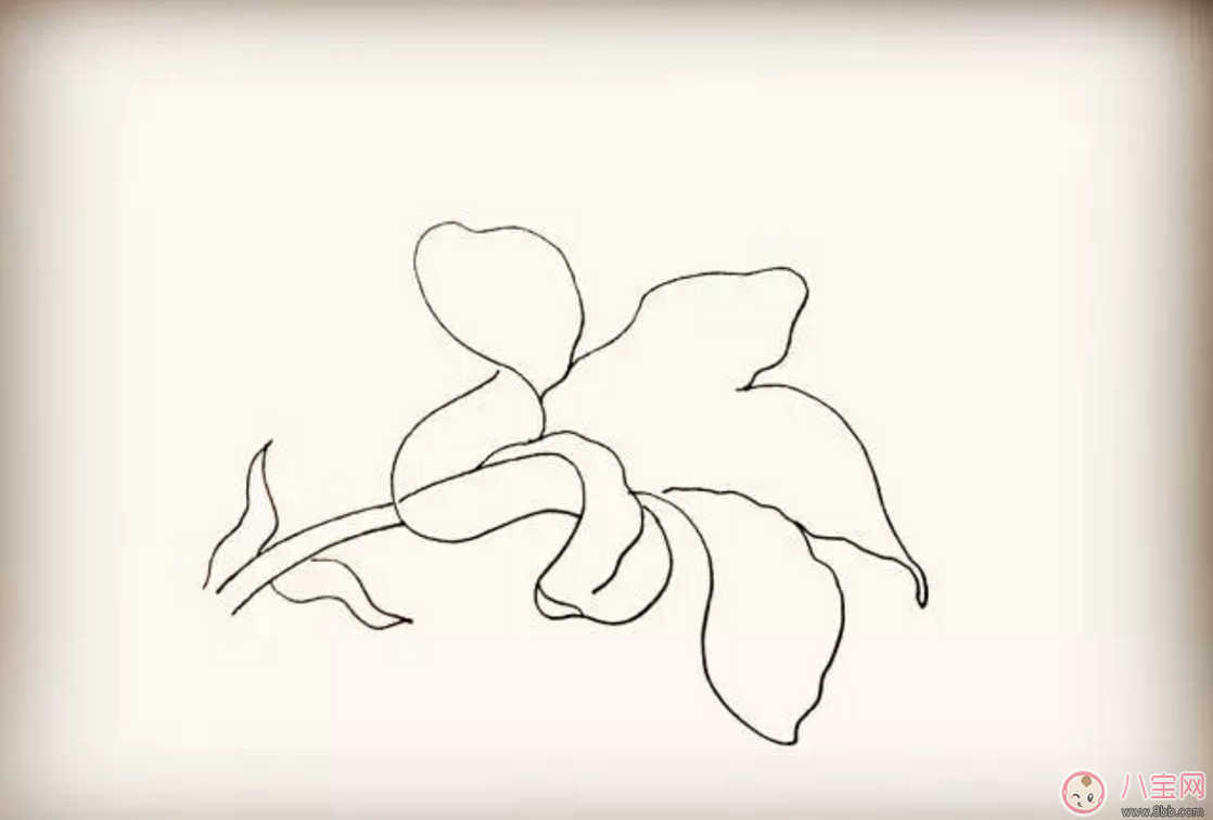 怎么教寶寶花百合花 百合花簡(jiǎn)筆畫(huà)