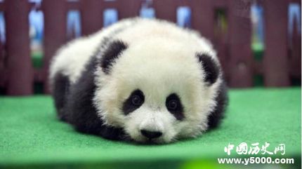 馬來西亞還大熊貓的原因還回大熊貓成長歷史簡介 馬來西亞還大熊貓的原因還回大熊貓成長歷史簡介