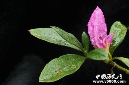 杜鵑的寓意和象征家里為什么不放杜鵑花？