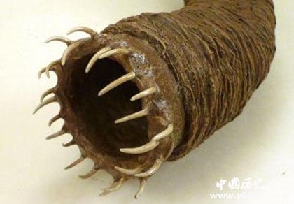 死亡之蟲(chóng)的秘密：死亡之蟲(chóng)真的存在嗎