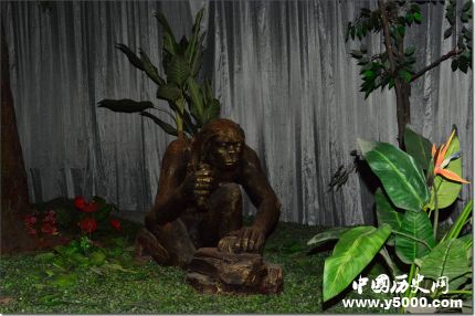 巫山人和元謀人是如何進(jìn)化而來的？