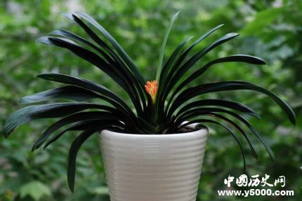 君子蘭的寓意和象征君子蘭為什么不能送人？