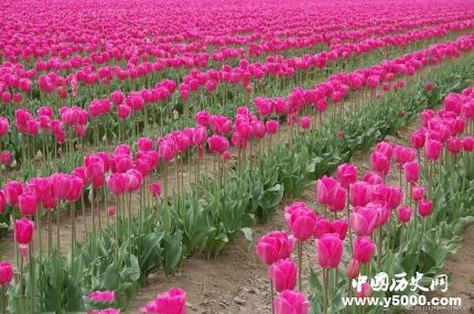 郁金香的花語和寓意郁金香適合送給什么人？