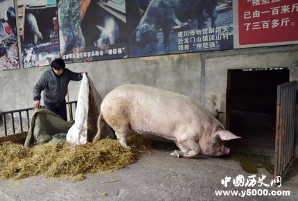 豬堅(jiān)強(qiáng)12歲豬堅(jiān)強(qiáng)地震生還之謎豬堅(jiān)強(qiáng)現(xiàn)狀如何？