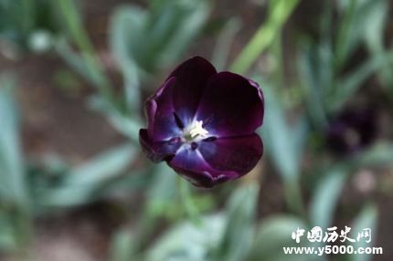 郁金香的花語和寓意郁金香適合送給什么人？