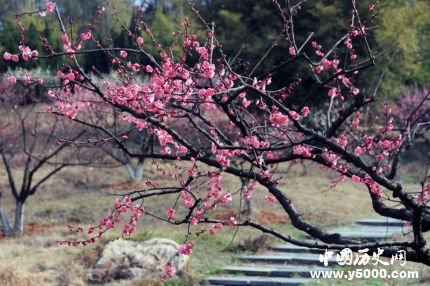 梅花三弄簡介版本典故梅花三弄是哪三弄？