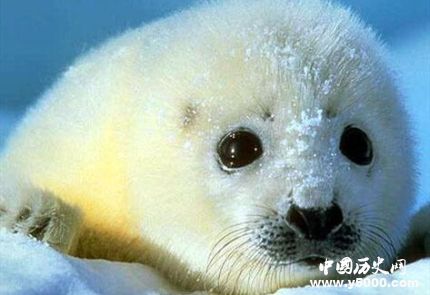 國際海豹日簡介國際海豹日主題國際海豹日的活動有哪些？