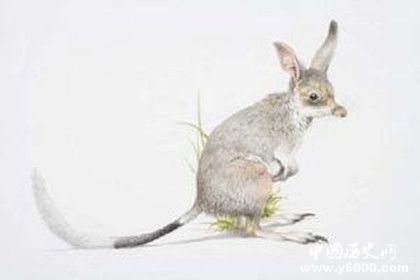 2019最佳動畫短片《Bilby》故事介紹Bilby是什么動物