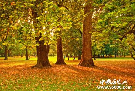 梧桐的寓意梧桐樹為什么能引來(lái)金鳳凰？