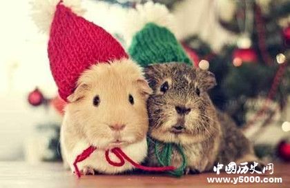 2018年屬鼠的人運勢怎么樣屬鼠的人婚配情況介紹