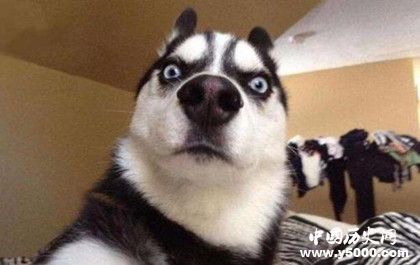 哈士奇資料介紹 哈士奇性格特點 哈士奇怎么養(yǎng)