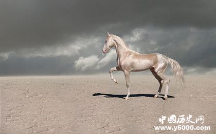 汗血寶馬簡(jiǎn)介汗血寶馬的特點(diǎn)汗血寶馬是哪里的