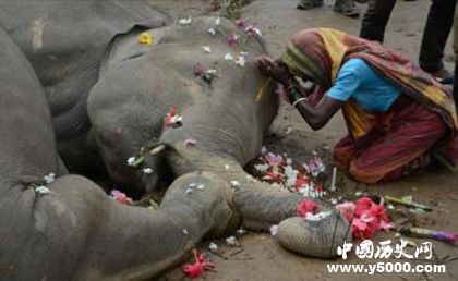 大象的葬禮：大象是如何舉行葬禮的？