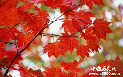 楓葉的寓意楓葉象征著什么意思？