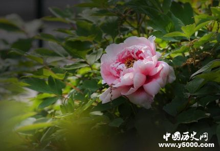 牡丹為什么代表富貴牡丹象征富貴的原因是什么？