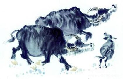 屬牛的人在2019年整體運勢怎么樣屬牛的幸運物是什么 屬牛的人在2019年整體運勢怎么樣屬牛的幸運物是什么