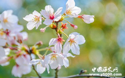 桃花梨花櫻花杏花怎么區(qū)分有哪些特點(diǎn)