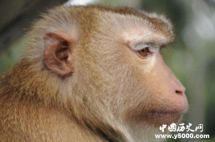 猴子實(shí)驗(yàn)艾滋疫苗有效艾滋疫苗研制歷史和意義是什么？