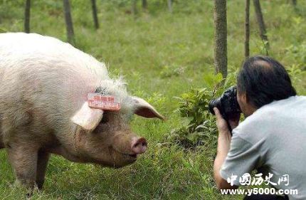 豬堅強12歲豬堅強地震生還之謎豬堅強現(xiàn)狀如何？