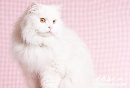 動(dòng)物能分辨各種顏色嗎 動(dòng)物的視覺(jué)是什么樣的