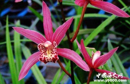 蘭花的寓意和象征有關(guān)蘭花的詩詞有哪些？