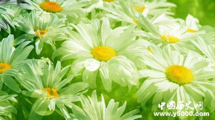 植物的壽命為什么那么長植物是長生不老的嗎