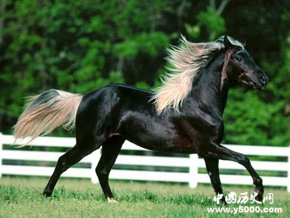 汗血寶馬簡介汗血寶馬的特點汗血寶馬是哪里的