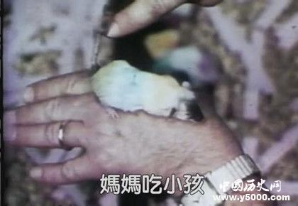 老鼠烏托邦實驗是什么老鼠烏托邦實驗過程實驗結果