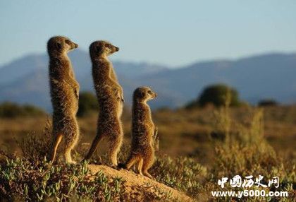 《國(guó)家地理》是一本什么樣的雜志國(guó)家地理內(nèi)容發(fā)展歷史介紹