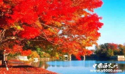 楓葉的寓意楓葉象征著什么意思？