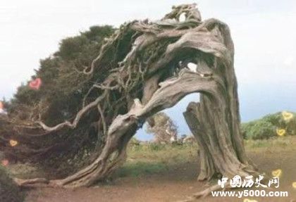 世界上有會說話的樹嗎世界上有會走路的樹嗎