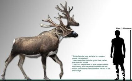 人類(lèi)的起源是什么人類(lèi)演化過(guò)程介紹世界上有幾大人種