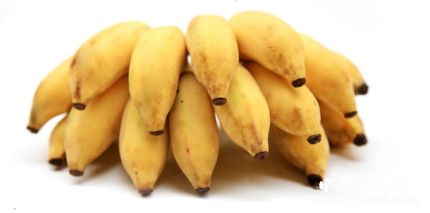 芭蕉的寓意芭蕉象征著什么意義？